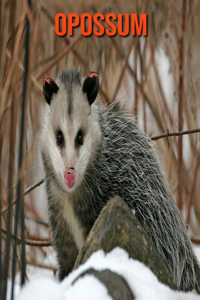 Opossum