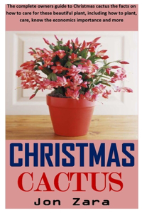 Christmas Cactus