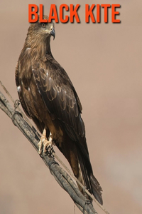 Black kite