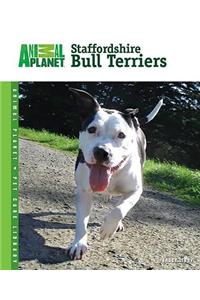 Staffordshire Bull Terriers