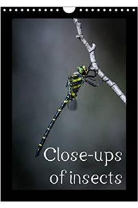 Close-Ups of Insects 2017