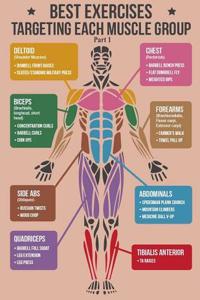 Best Exercise Targeting Each Muscle Group