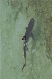 Caribbean Reef Shark Journal