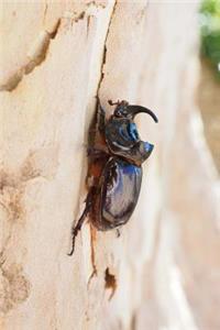 Rhinoceros Beetle Bug Journal