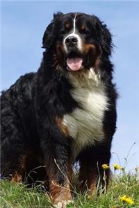 Bernese Mountain Dog Journal
