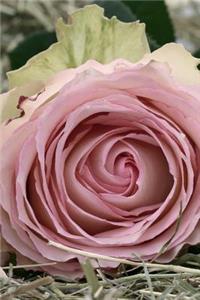 Dusty Pink Roses Up Close Flower Garden Journal