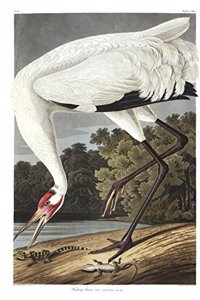 Bird Watching Journal