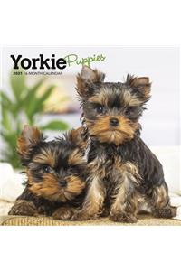 Yorkshire Terrier Puppies 2021 Mini 7x7