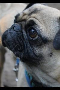 Curious Pug Dog