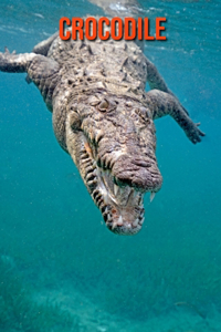 Crocodile