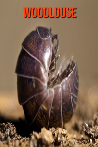Woodlouse