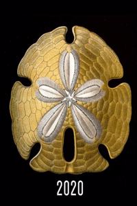 Sand Dollar, an Ocean Sea Urchin