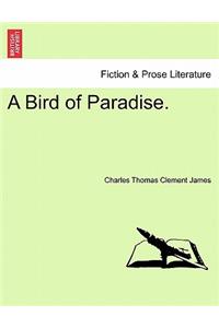 A Bird of Paradise.