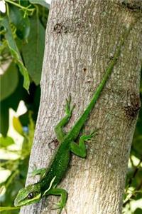 Cuban Knight Anole Lizard Journal