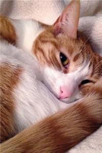 A Darling Orange and White Cat All Curled Up Journal