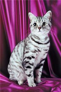 Posing Cat Photo Journal