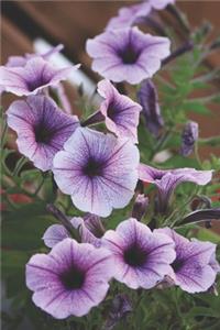 Morning Glory Flowers Journal