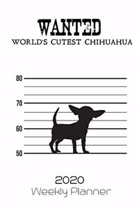 Wanted World's Cutest Chihuahua