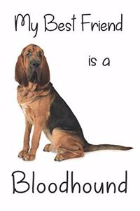 My best Friend is a Bloodhound
