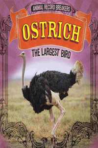 Ostrich: The Largest Bird