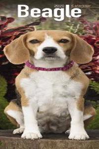 Beagle Slim Calendar 2020