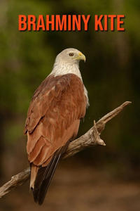 Brahminy kite