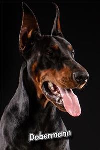 Dobermann
