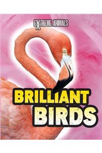 Brilliant Birds