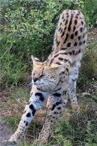 Serval Wild Cat Journal