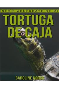 Tortuga de caja