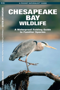 Chesapeake Bay Wildlife