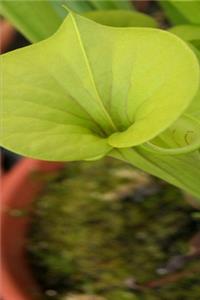 2020 Weekly Planner Pretty Trumpet Pitcher Plant 134 Pages