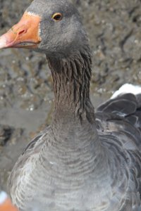 Greylag Goose About to Attack Journal