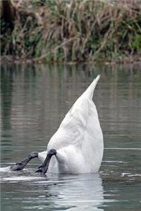 A Swan Bottoms Up in a Lake Journal: Take Notes, Write Down Memories in this 150 Page Lined Journal