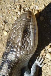 Blue-Tongued Skink Lizard Journal