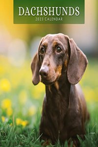 DACHSHUNDS 2023 SQUARE WALL CALENDAR