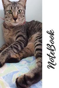 Cat Notebook, Notes, Jotter, Notebook, Lined Pages