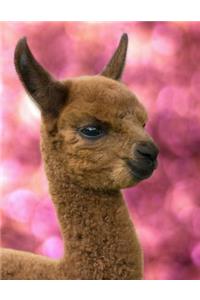 Notebook: Alpaca Cover - Full Size Lined Journal - Composition Book - 8.5 X 11 Paper - Wide Ruled - 100 Pages