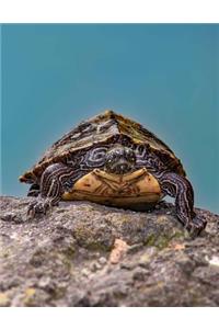 Turtle Bullet Journal