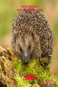 Igel