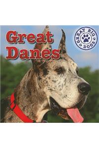 Great Danes