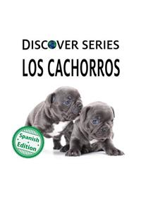 cachorros