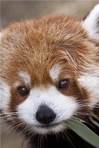 Red Panda Portrait Journal