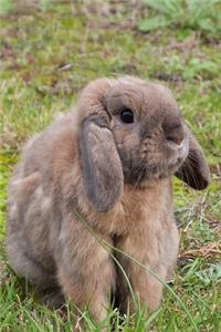 Lop Eared Bunny Rabbit Journal