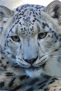 Such a Sweet Face! Snow Leopard Big Cat Journal