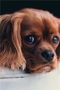 Sweet Little Spaniel Puppy Dog Pet Journal
