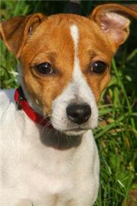 Super Cute Jack Russell Terrier Puppy Dog Journal