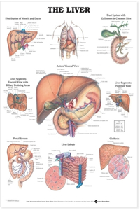 The Liver Anatomical Chart