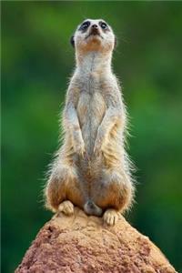 Meerkat Notebook