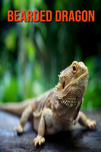 Bearded Dragon